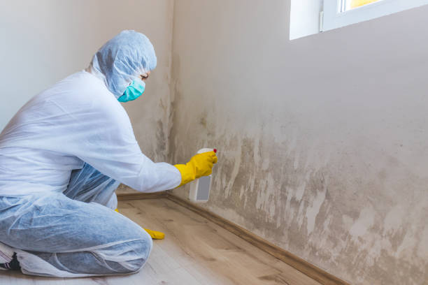 Licensed Mold Testing service in Renton, WA - WQB Mold Removal