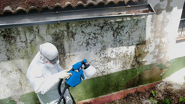 Top rated local Mold Testing specialists in Renton, WA
